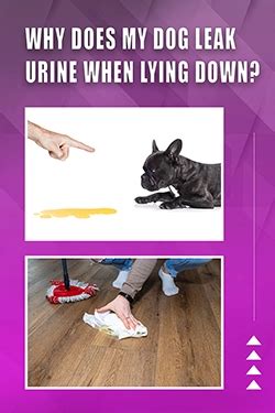 Dog Leaking Urine When Lying Down: Why It Happens and What。